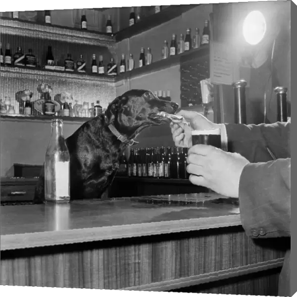 Dog Working behind Tite Bar, pouring a drink for customers February 1953