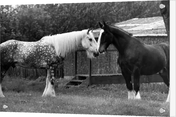 Animals: Horses. A matey time for Sullivan, left, and Gog. June 1972 P012690