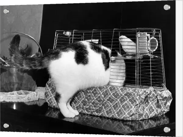 Bridget the cat squeezes in to the bird cage for a quiet nap