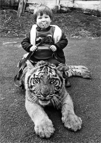 Tiger Tot; The bigger they are the harder they fall for little Alex Lacey