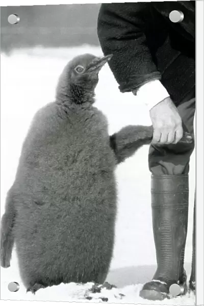 Prince the penguin takes his first walk in the snow with Wally Dixon who hand reared him