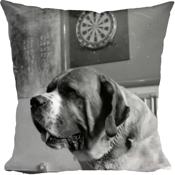 Sixteen stone St. Bernard dog Sebastian with his ownwe wearing a full size dart board