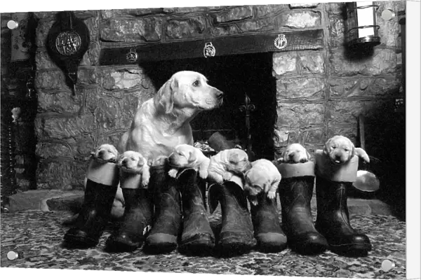 Animals: Dog with her puppies, all standing inside Wellington boots. March 1978 78-1375