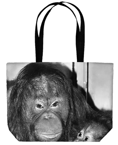 Bunty the orang utan and her 8 months old offspring Sayang