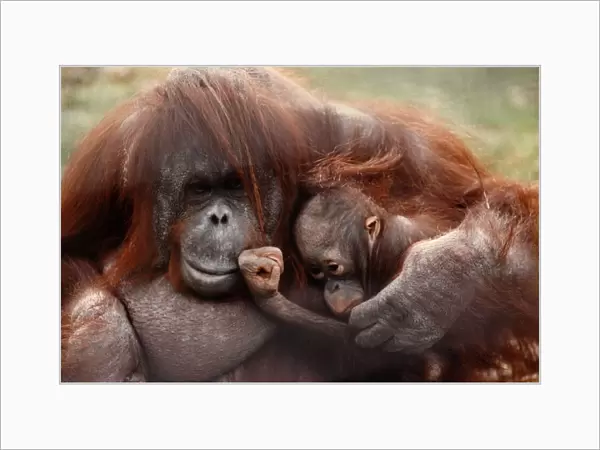 A mother orang-utan cuddling her young April 1991 P004101