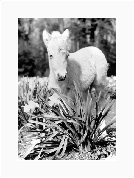 A miniature horse standing among the flowers. November 1986 P004064