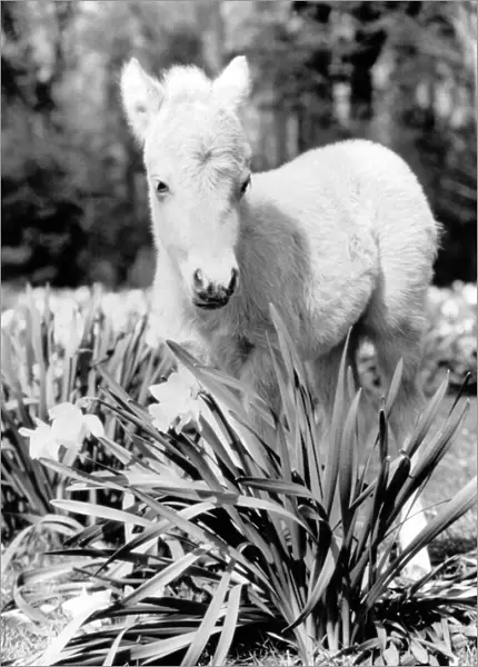 A miniature horse standing among the flowers. November 1986 P004064