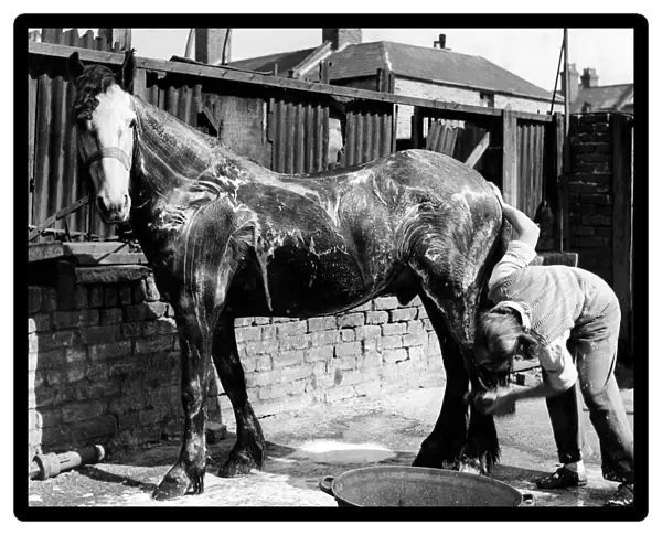 Smokey the horse seen here being prepared to go in Regent