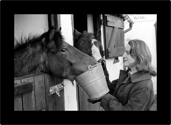 Mrs. Jill Gibbs looking at two ponies. January 1975 75-00376-002