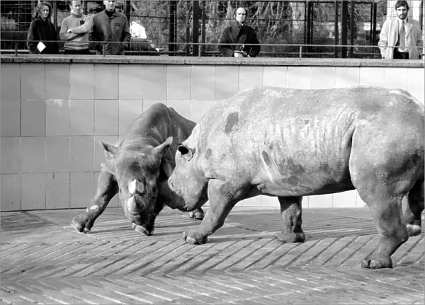 Black Rhinos Rupert and Thelma at Bristol Zoo. January 1975 75-00379-005