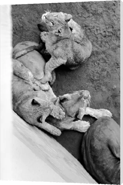 Lions and Cubs at Dudley Zoo. February 1975 75-00978-011