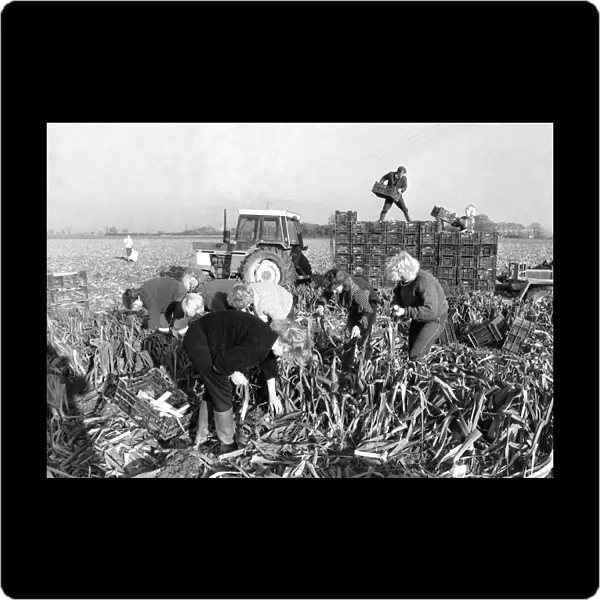 Agriculture: Farm Labour. The 'Whites Gang'picking leeks near Holbeach, St