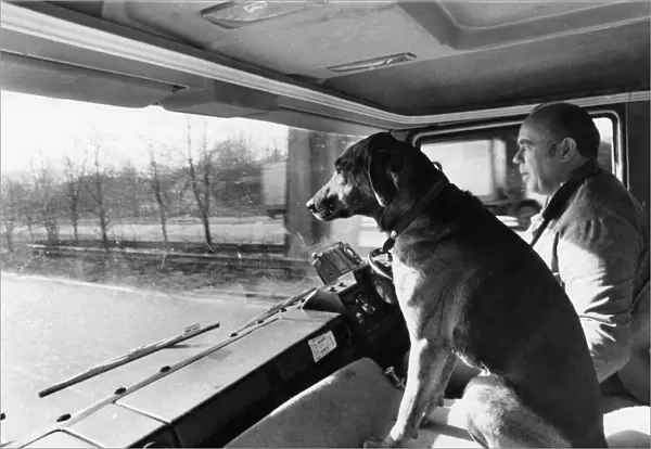 Riding High: Sam sits up proudly in the passenger seat. April 1977 P006029
