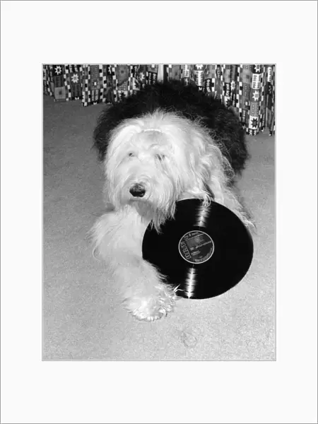 Star Struck. Effie the Sheepdog with a record of her favourite recording star '