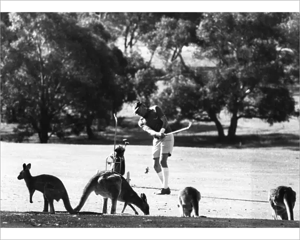 Tee my Kangaroo up. Sport! Elsewhere in Australia, Kangaroos are hunted as vermin by