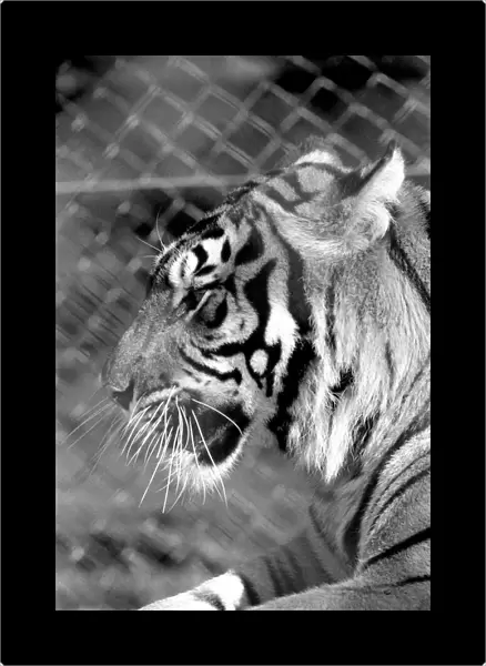 Zoo: Tigers and Cubs. February 1975 75-01170-008