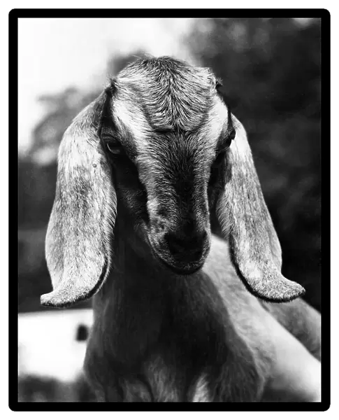Bashful: Silly Billy the Nubian Goat. June 1976 P006486