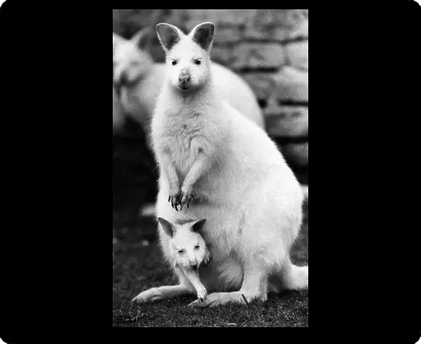 A Pocketful of Hoppiness. Pocket-sized wonder, Snowdrop the albino Wallaby