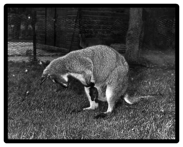 Winnie the Wallaby listening to her baby that is poking its head out of Winnie