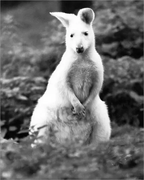 Bennets Wallaby. July 1985 P006472