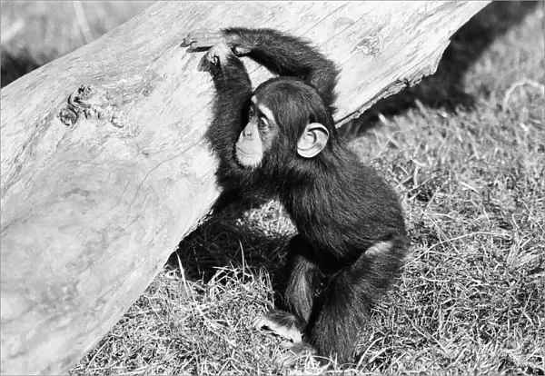 Wonder the baby Chimpanzee seen here at the Chimpanzee breeding centre at Chester Zoo
