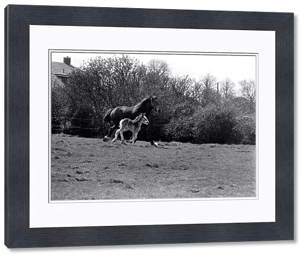 Horse and Foal. April 1977 77-02104-012