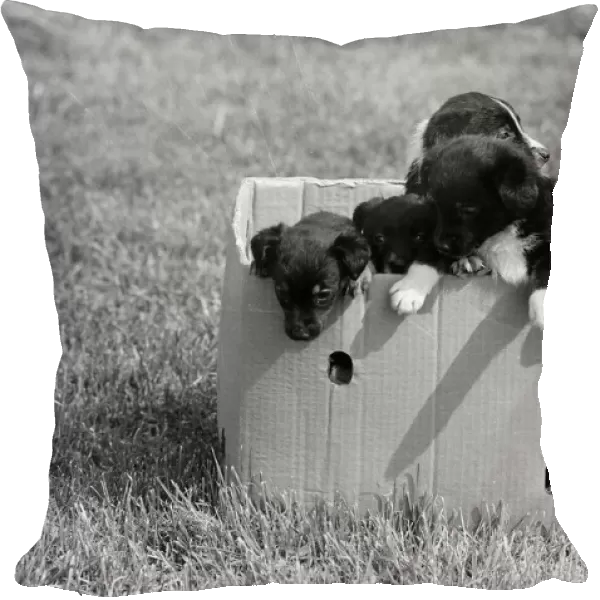 Terrier puppies which were found abandoned in a cardboard box April 1981