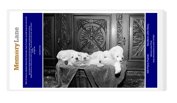 Born of reserve champion Mountville Snowmaid, these Pyrenean mountain pups are one month