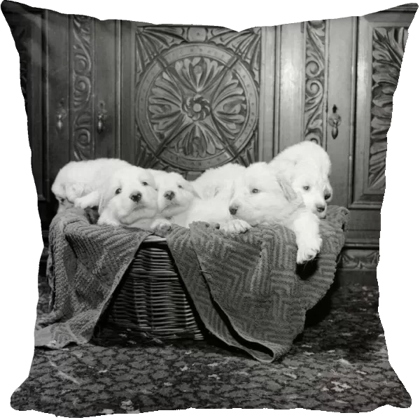 Born of reserve champion Mountville Snowmaid, these Pyrenean mountain pups are one month