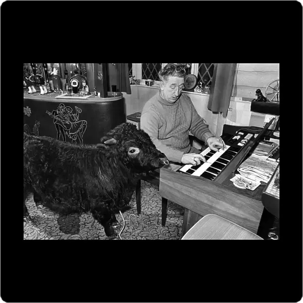 In the living room at the farm Titch the Bull, who is fond of classical music