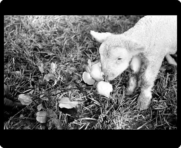 Animals - Flowers - Spring - Cute: Youngs lambs. December 1974 74-7623-003