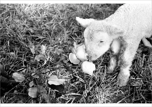 Animals - Flowers - Spring - Cute: Youngs lambs. December 1974 74-7623-003