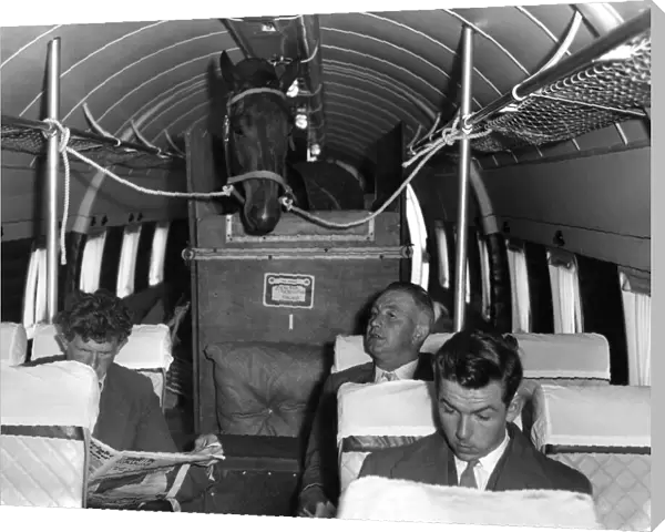 Neelia Maclean party at Southend Airport. Horse loaded in Viking aircraft