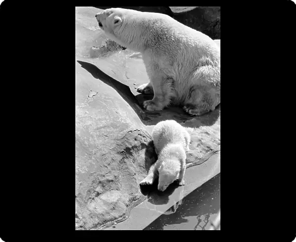 Polar Bears at Bristol Zoo. April 1975 75-2068-025