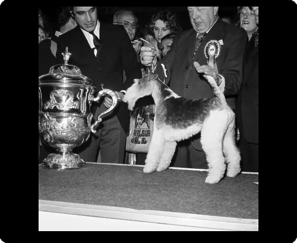 Crufts. Dog winner. February 1975 75-00769-009
