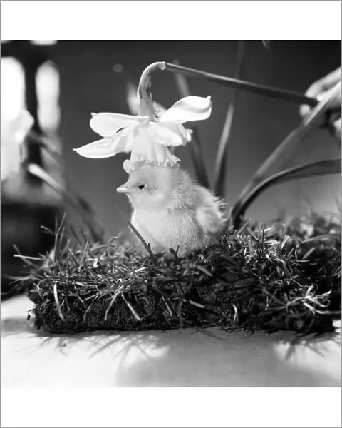 A touch of Spring. Chick and Daffodil. January 1975 75-00527-003
