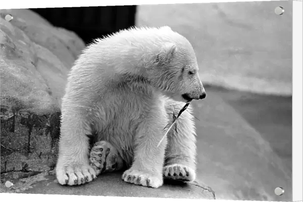 Four month old polar bear cub Janina at Bristol zoo. May 1975