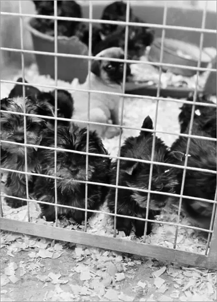 Some of the abandon puppies at a animal charity re-homing centre for unwanted