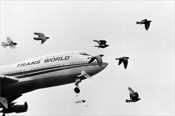 A flock of pigeons stream into the flight path of a jumbo jet coming in to land at