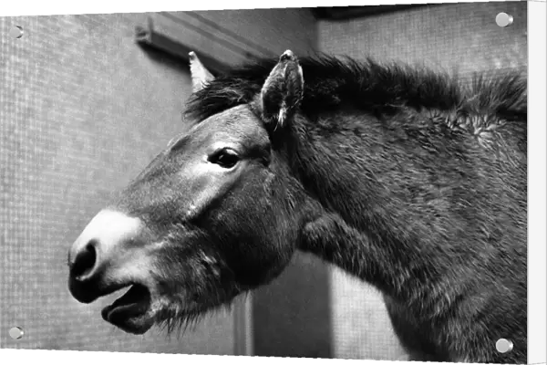 A Przewalski wild horse. Circa 1980