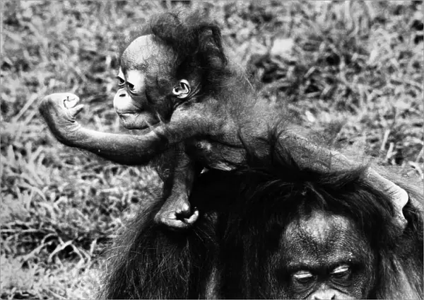 A six-month-old orang utan with mum Lola at Chester Zoo, March 1981