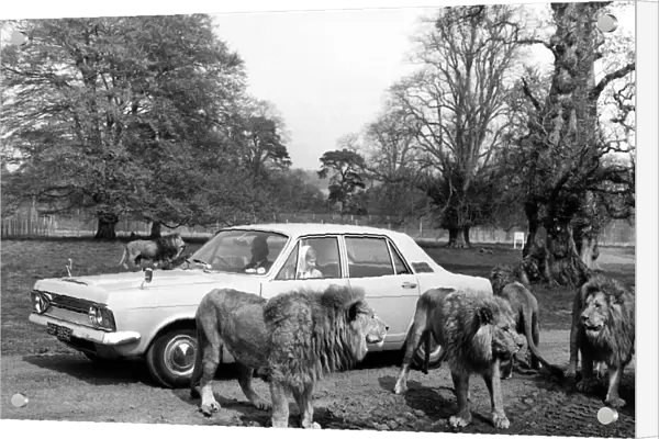 Intrepid motorists among the lions at the Blairdrummond Safari Park in Scotland