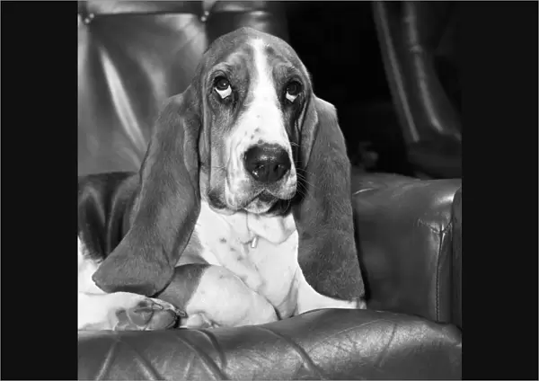 Basset Hound. 'Maggie May'with a xmas holiday Hangover. December 1975