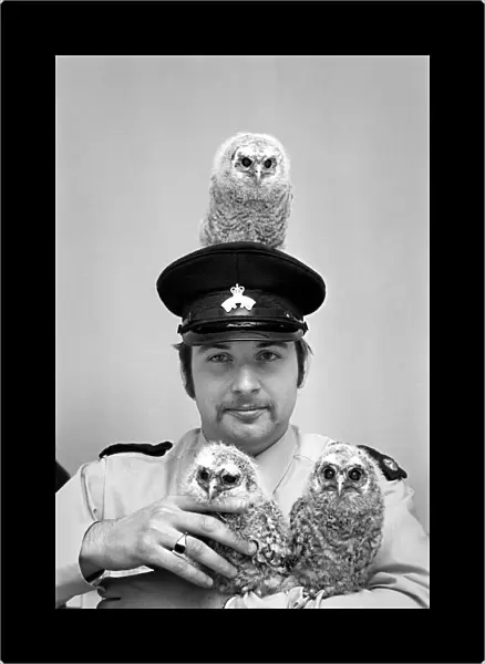 Three young baby owls with RSPCA officer David Barnes. May 1975