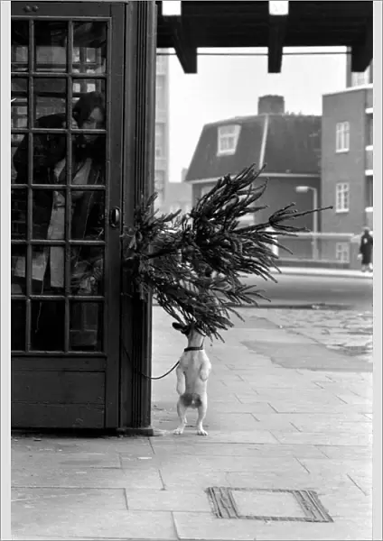 Animal, Cute: Puppy Dog outside Telephone Box. December 1972 72-11831-002