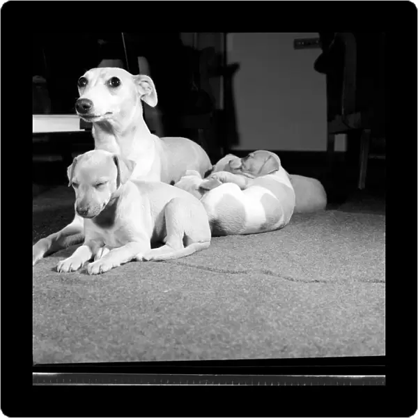 Whippet Pups. October 1960 M7732-003