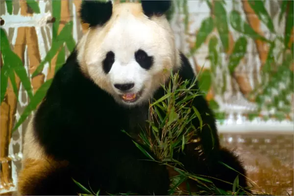 Panda bear sitting and eating bamboo and London Zoo June 1993