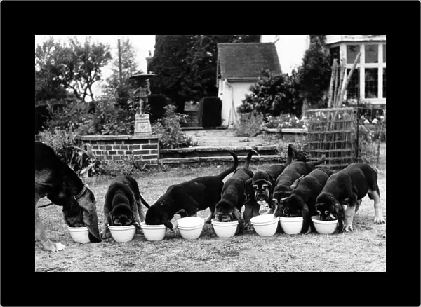 Animals - Dogs - Bloodhound. October 1947 P000586