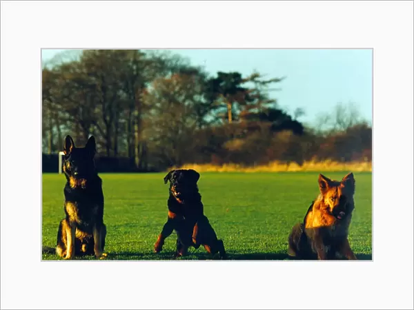 Newly trained police dog Ben, a 15 month old rottweiler poses with other new recruits