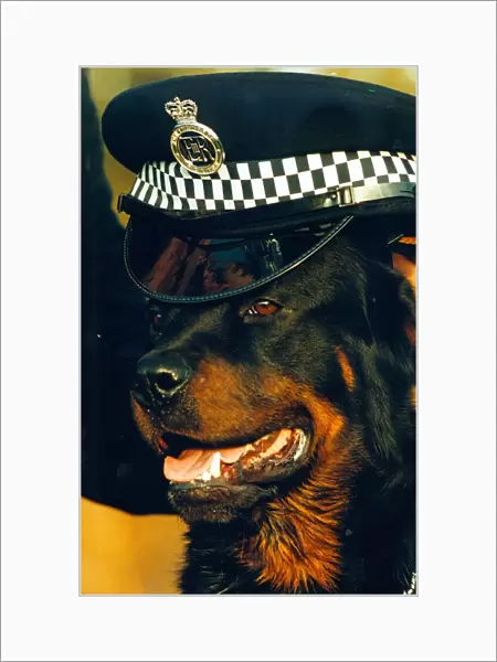Newly trained police dog Ben, a 15 month old rottweiler